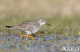 Kleine Geelpootruiter (Tringa flavipes)