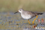 Kleine Geelpootruiter (Tringa flavipes)