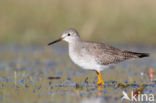 Lesser Yellowlegs (Tringa flavipes)