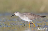 Kleine Geelpootruiter (Tringa flavipes)