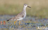 Kleine Geelpootruiter (Tringa flavipes)