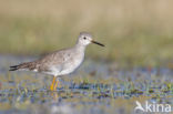 Kleine Geelpootruiter (Tringa flavipes)