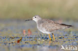 Kleine Geelpootruiter (Tringa flavipes)