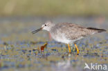 Lesser Yellowlegs (Tringa flavipes)