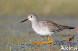 Lesser Yellowlegs (Tringa flavipes)