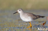 Lesser Yellowlegs (Tringa flavipes)