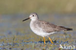 Kleine Geelpootruiter (Tringa flavipes)