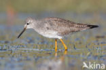 Lesser Yellowlegs (Tringa flavipes)