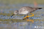 Kleine Geelpootruiter (Tringa flavipes)