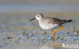 Lesser Yellowlegs (Tringa flavipes)