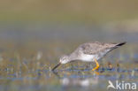 Lesser Yellowlegs (Tringa flavipes)