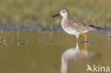 Kleine Geelpootruiter (Tringa flavipes)