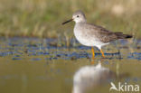 Kleine Geelpootruiter (Tringa flavipes)