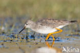 Kleine Geelpootruiter (Tringa flavipes)