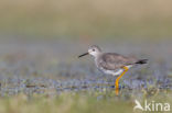 Kleine Geelpootruiter (Tringa flavipes)