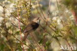 Kleine Karekiet (Acrocephalus scirpaceus)