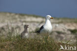 Kleine Mantelmeeuw (Larus fuscus)