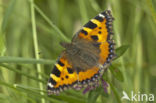 Kleine vos (Aglais urticae)