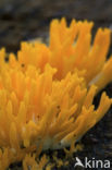 Yellow turning fork (Calocera viscosa)