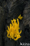 Yellow turning fork (Calocera viscosa)