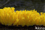 Yellow turning fork (Calocera viscosa)