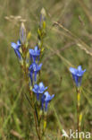 Marsh Gentian (Gentiana pneumonanthe)