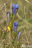 Marsh Gentian (Gentiana pneumonanthe)