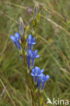 Klokjesgentiaan (Gentiana pneumonanthe)