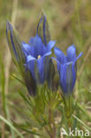 Klokjesgentiaan (Gentiana pneumonanthe)