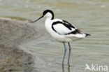 Pied Avocet (Recurvirostra avosetta)