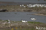 Pied Avocet (Recurvirostra avosetta)