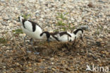 Pied Avocet (Recurvirostra avosetta)