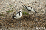 Pied Avocet (Recurvirostra avosetta)