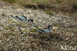 Pied Avocet (Recurvirostra avosetta)