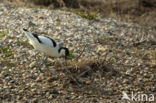 Pied Avocet (Recurvirostra avosetta)