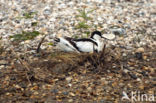 Pied Avocet (Recurvirostra avosetta)