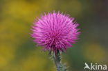 Knikkende distel (Carduus nutans)