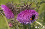 Knikkende distel (Carduus nutans)