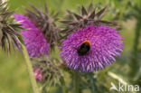 Knikkende distel (Carduus nutans)