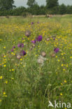 Knikkende distel (Carduus nutans)