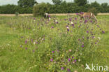 Knikkende distel (Carduus nutans)