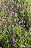 Knoopkruid (Centaurea jacea)