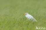 Koereiger (Bubulcus ibis)