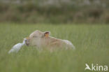 Cattle Egret (Bubulcus ibis)