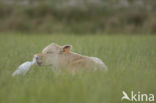 Koereiger (Bubulcus ibis)