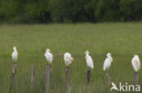 Koereiger (Bubulcus ibis)