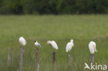 Koereiger (Bubulcus ibis)