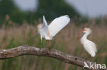 Koereiger (Bubulcus ibis)