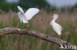 Koereiger (Bubulcus ibis)