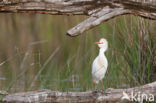 Koereiger (Bubulcus ibis)